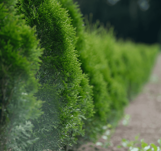 Norddeutsche Pflanzen für Deinen Wald und Garten.