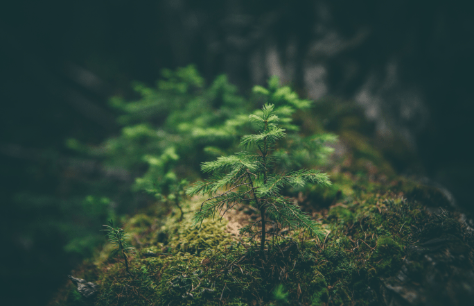 Die Forstpflanzen für unsere Wälder im Norden