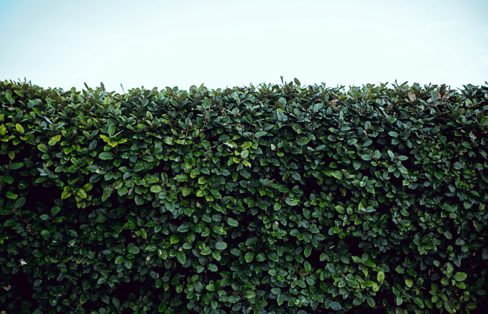 Lasse Deinen Garten strahlen