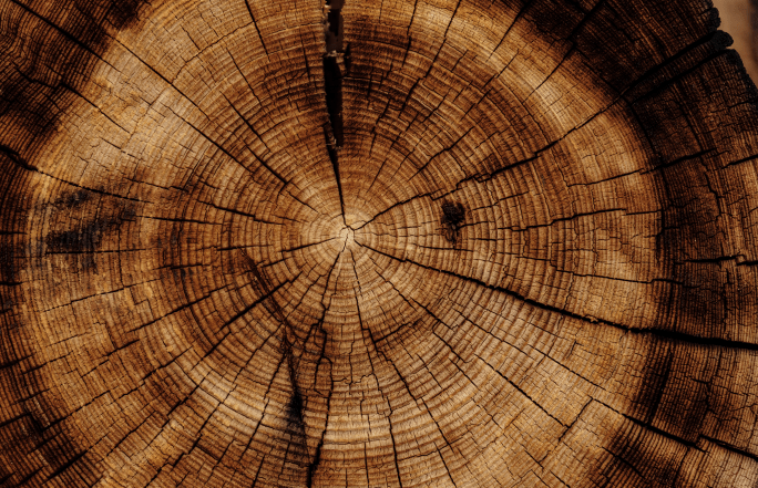 Robuste und ökonomisch leistungsfähige Wälder